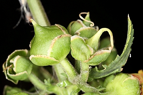 Scrophularia sambucifolia L.