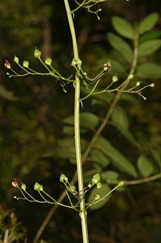 Scrophularia scorodonia L.