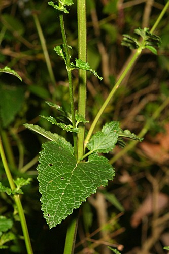 Scrophularia scorodonia L.
