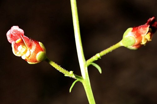 Scrophularia tanacetifolia Willd.