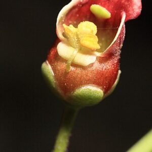 Scrophularia tanacetifolia Willd.