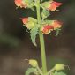 Scrophularia viciosoi Ortega Oliv. & Devesa