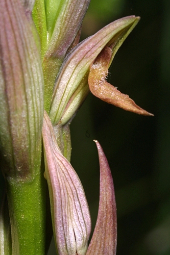 Serapias parviflora Parl.