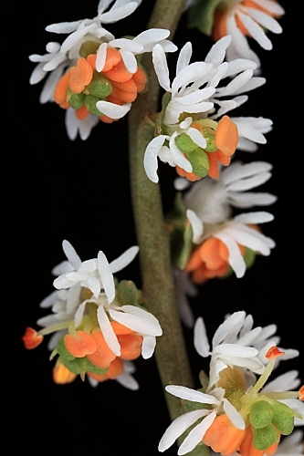 Sesamoides purpurascens (L.) G. López