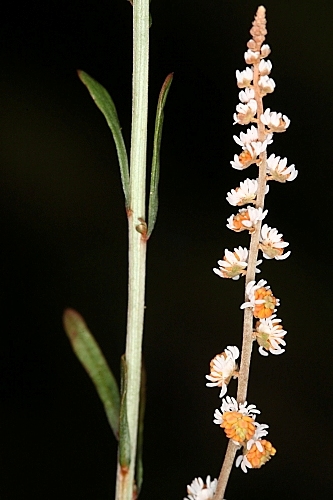 Sesamoides purpurascens (L.) G. López
