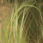 Stipa pennata L.