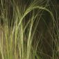 Stipa pennata L.