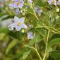 Solanum bonariense L.