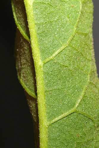 Solanum bonariense L.