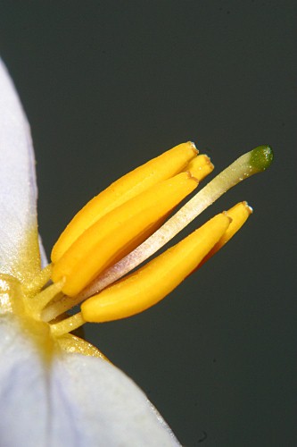 Solanum bonariense L.