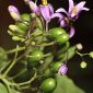 Solanum dulcamara L.