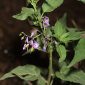 Solanum dulcamara L.