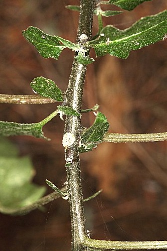 Solanum nigrum L.