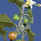Solanum nigrum L.