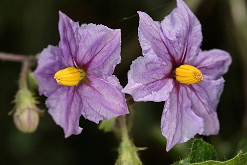 Solanum linnaeanum Hepper & P.-M.L. Jaeger