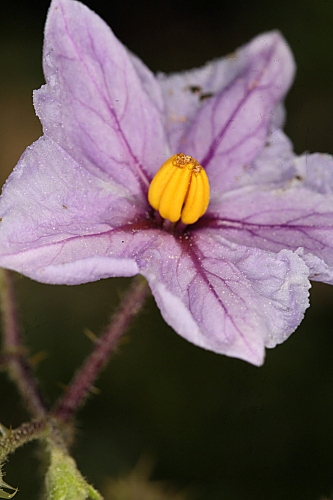 Solanum linnaeanum Hepper & P.-M.L. Jaeger