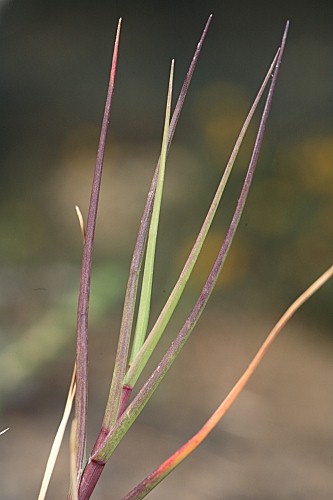 Sporobolus pungens (Schreber) Kunth