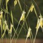 Stipa gigantea Link
