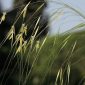 Stipa gigantea Link