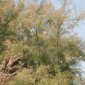 Tamarix africana Poir.