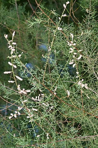 Tamarix gallica L.