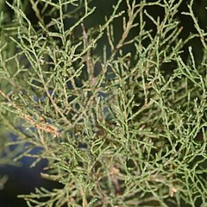 Tamarix gallica L.