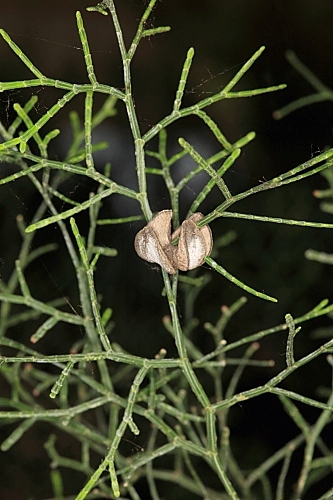 Tetraclinis articulata (Vahl) Mast.