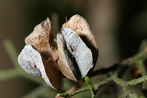 Tetraclinis articulata (Vahl) Mast.