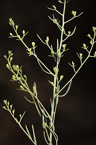 Thesium pyrenaicum subsp. pyrenaicum Pourr.