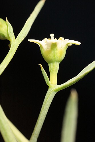 Thesium pyrenaicum subsp. pyrenaicum Pourr.
