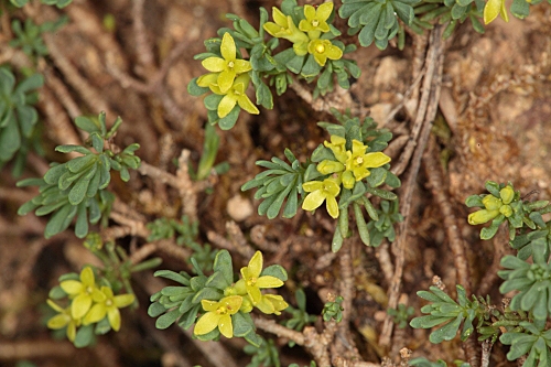 Thymelaea granatensis (Pau) Lacaita
