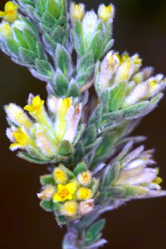 Thymelaea lanuginosa (Lam.) Ceballos & C. Vicioso