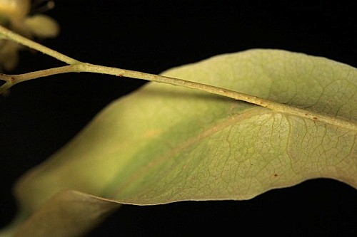 Tilia platyphyllos subsp. platyphyllos Scop.