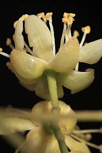 Tilia platyphyllos subsp. platyphyllos Scop.