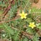 Tribulus terrestris L.