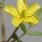 Tribulus terrestris L.