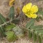 Tribulus terrestris L.