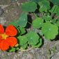 Tropaeolum majus L.