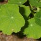 Tropaeolum majus L.