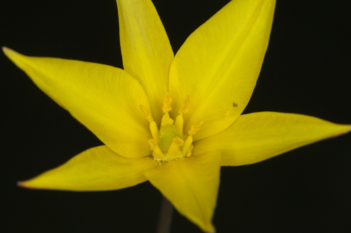 Tulipa sylvestris subsp. australis (Link) Pamp.