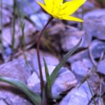Tulipa sylvestris subsp. australis (Link) Pamp.