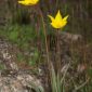 Tulipa sylvestris subsp. australis (Link) Pamp.