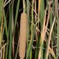 Typha domingensis (Pers.) Steud.