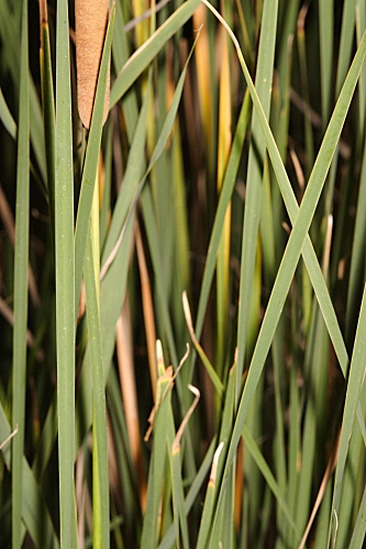 Typha domingensis (Pers.) Steud.