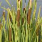 Typha latifolia L.