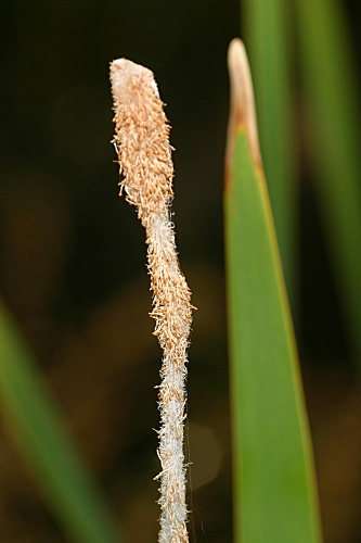 Typha latifolia L.