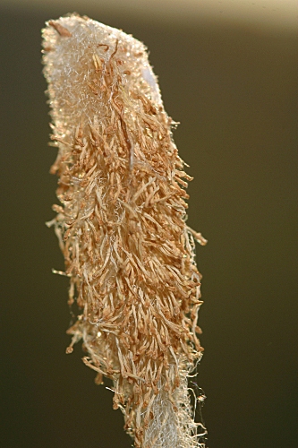 Typha latifolia L.