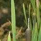 Typha latifolia L.