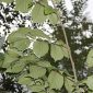 Ulmus glabra Huds.