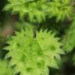 Urtica atrovirens Req. ex Loisel.